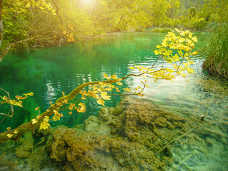 maple tree of the Milino Jezero lake of Plitvice Lakes National Park in Croatia, Lika region. UNESCO World Heritage of Croatia named Plitvicka Jezera.