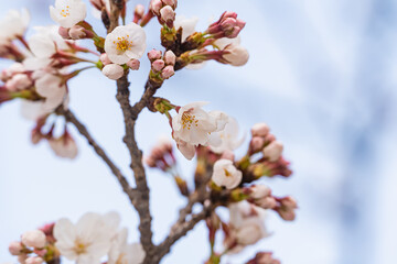 桜、花、春