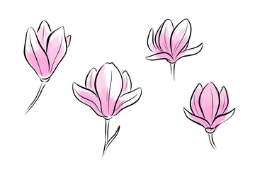 Magnolia soulangeana, blossom flowers. Minimalist contour drawing with watercolor effect. Hand drawn sketch flower set. Vector line art illustration isolated on white background. 