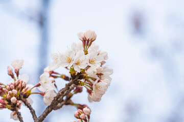 桜、花、春
