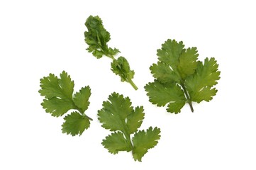 Coriander or Cilantro Leaves Isolated on White Background, Also Known as Dhania