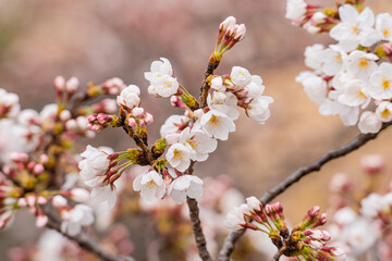 桜、花、春