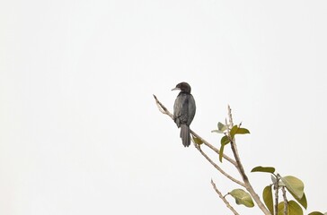 Little Cormorant Bird Sitting on a Tree Brach with Copy Space and Selective Focus