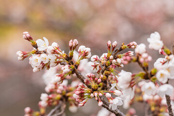 桜、花、春