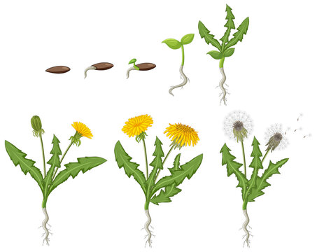 Set of dandelion life cycle