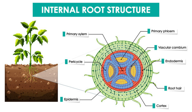 Diagram showing internal root structure