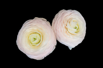 Pair of pink white buttercup blossoms, fine art still life table top view on black background