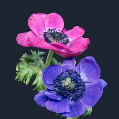 Pair of pink and blue anemone blossoms with green leaves, fine art still life on blue background
