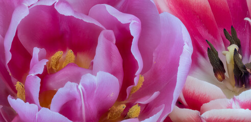 Extreme macro of the center heart of two red and pink tulips