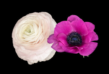 Pair of pink white buttercup blossom and anemone, fine art still life table top view on black background