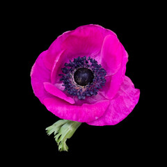 Top view macro of a single isolated pink anemone blossom with green leaves on black background