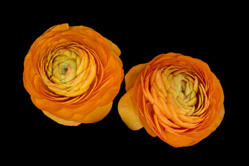 Pair of orange buttercup blossoms, fine art still life table top view on black background