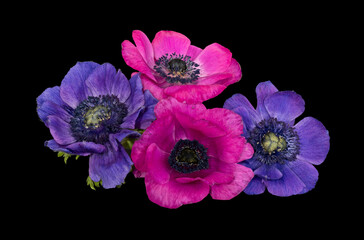 Two pairs of pink and blue anemone blossoms with green leaves, table top macro on black background