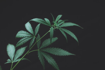 Alternative medicine represented by medical marijuana, female cannabis shrub texture. copy space,...
