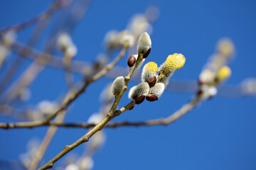 Pussy willow flowers on tree branch on blue sky background. Spring forest, catkins for Easter holiday