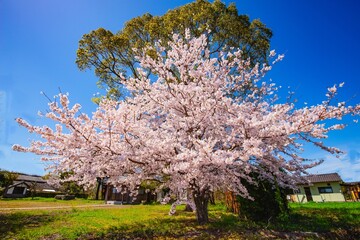 Fototapeta premium 鎮守の桜