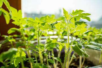 Small tomato seedlings in pots on the windowsill by the window. Close-up. Selective focus. Background.