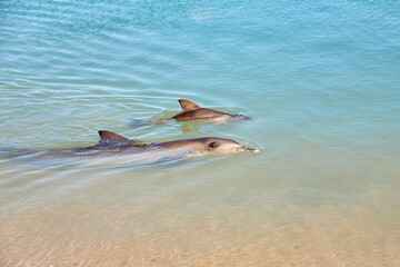 Delphin, Delfin, Delfin Baby © Jane Be. The Picture