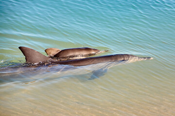 Delphin, Delfin, Delfin Baby © Jane Be. The Picture