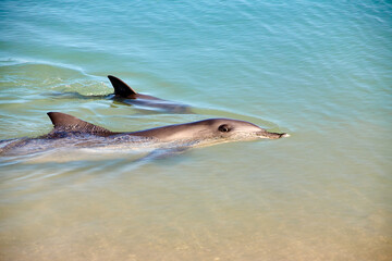 Delphin, Delfin, Delfin Baby © Jane Be. The Picture