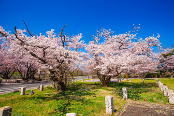 大貞公園の桜