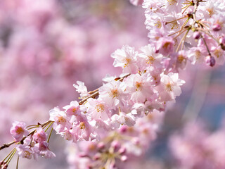 Fototapeta premium しだれ桜