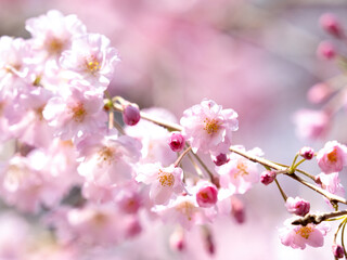 Fototapeta premium しだれ桜