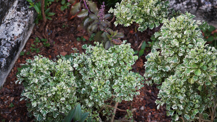 Green and White Shaded Croton Plant