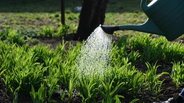 Take care of garden - close up view of gardener watering garden bed