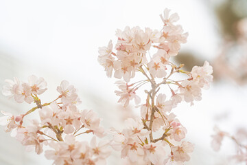 Fototapeta premium 桜、春