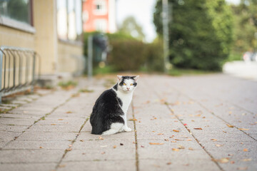A black and white cat outdoors in Akersberga, Sweden