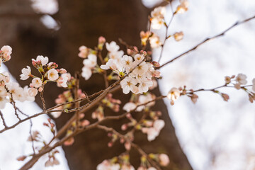 桜、早春