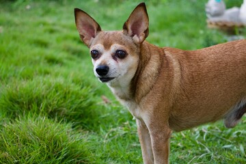 portrait of a chihuahua