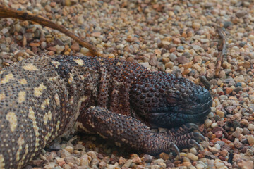 The Arizona gilatooth or vest is a poisonous lizard of the gilatooth family.