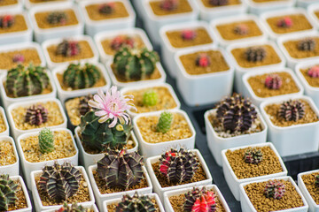 Cactus blossoms in the mornin