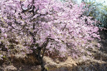 満開の桜