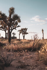 Joshua Tree Nationalpark - USA