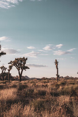 Joshua Tree Nationalpark - USA