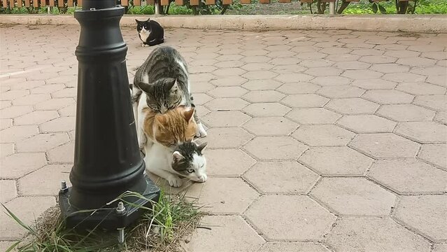 Cats on top of each other mating and having sex. 
