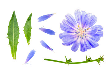 Set of flower and chicory leaves. Isolated floral elements. Chicory - Medicinal plant