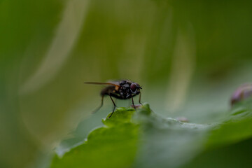 Fototapeta premium House fly, Fly, House fly on green leaf blurred background