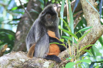 親子のシルバーリーフモンキー