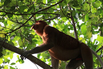 Obraz premium 木登りするテング