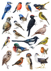 Forest birds watercolor illustration set. Hand drawn realistic bird collection. Woodpecker, owl, sparrow, chickadee, magpie, dove, kingfisher, duck, bullfinch elements. Forest bird big collection