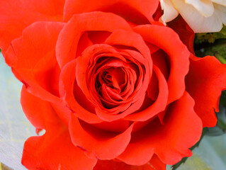 フラワーアレンジメント