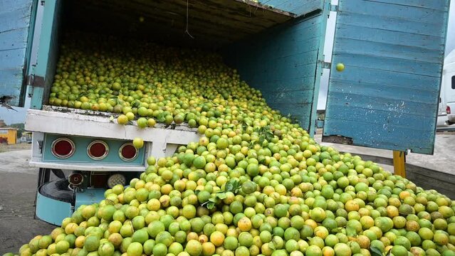 Truck full with oranges from alamo veracruz, mexico