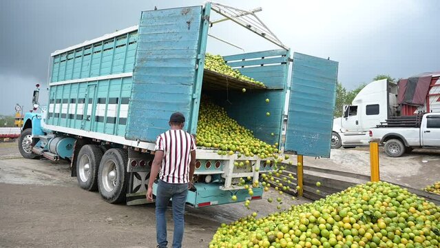 Moving Truck full with oranges throwing up the fruits at baler