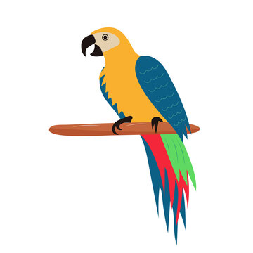 Pirate parrot sitting on wooden perch. Colorful tropical exotic bird. Vector illustration.