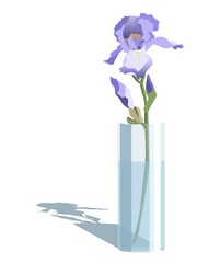 Vector illustration of pink iris in a glass vase, isolated on white background