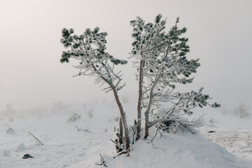 Fototapeta na wymiar Winter landscape of a snow-covered hill with small pines with branches in frost on a sunny day